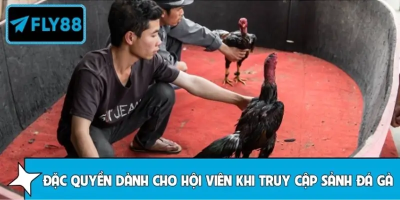 Đặc quyền dành cho hội viên khi truy cập sảnh đá gà FLY88