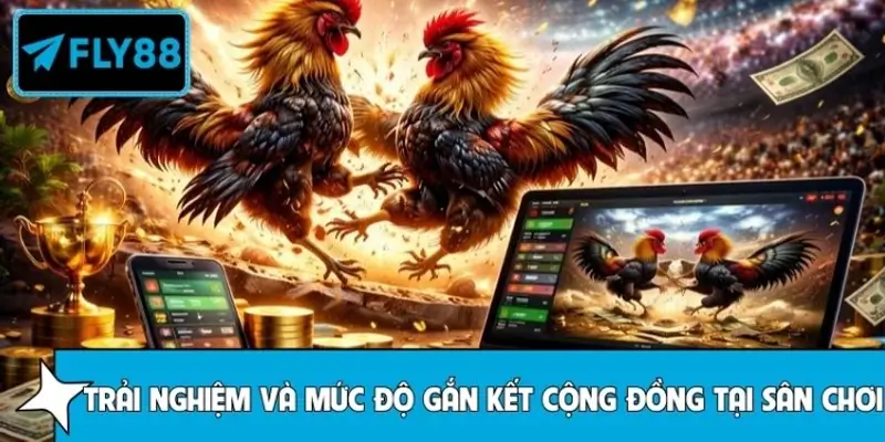 Đánh giá trải nghiệm người xem và cộng đồng đá gà tại FLY88