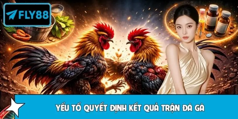 FLY88 Giải Thích Yếu Tố Quyết Định Kết Quả Trận Đá Gà