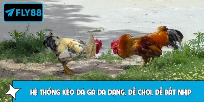Hệ thống kèo đá gà đa dạng, dễ chơi, dễ bắt nhịp